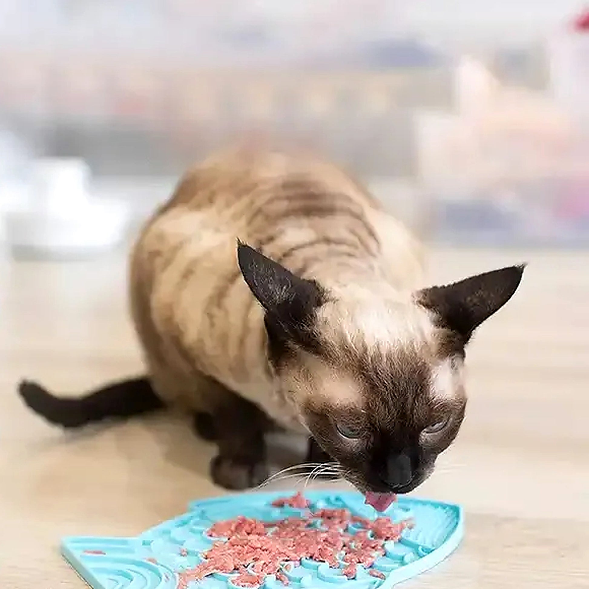 Gato lamiendo comida húmeda sobre una alfombrilla para lamer de silicona (azul), en interior.