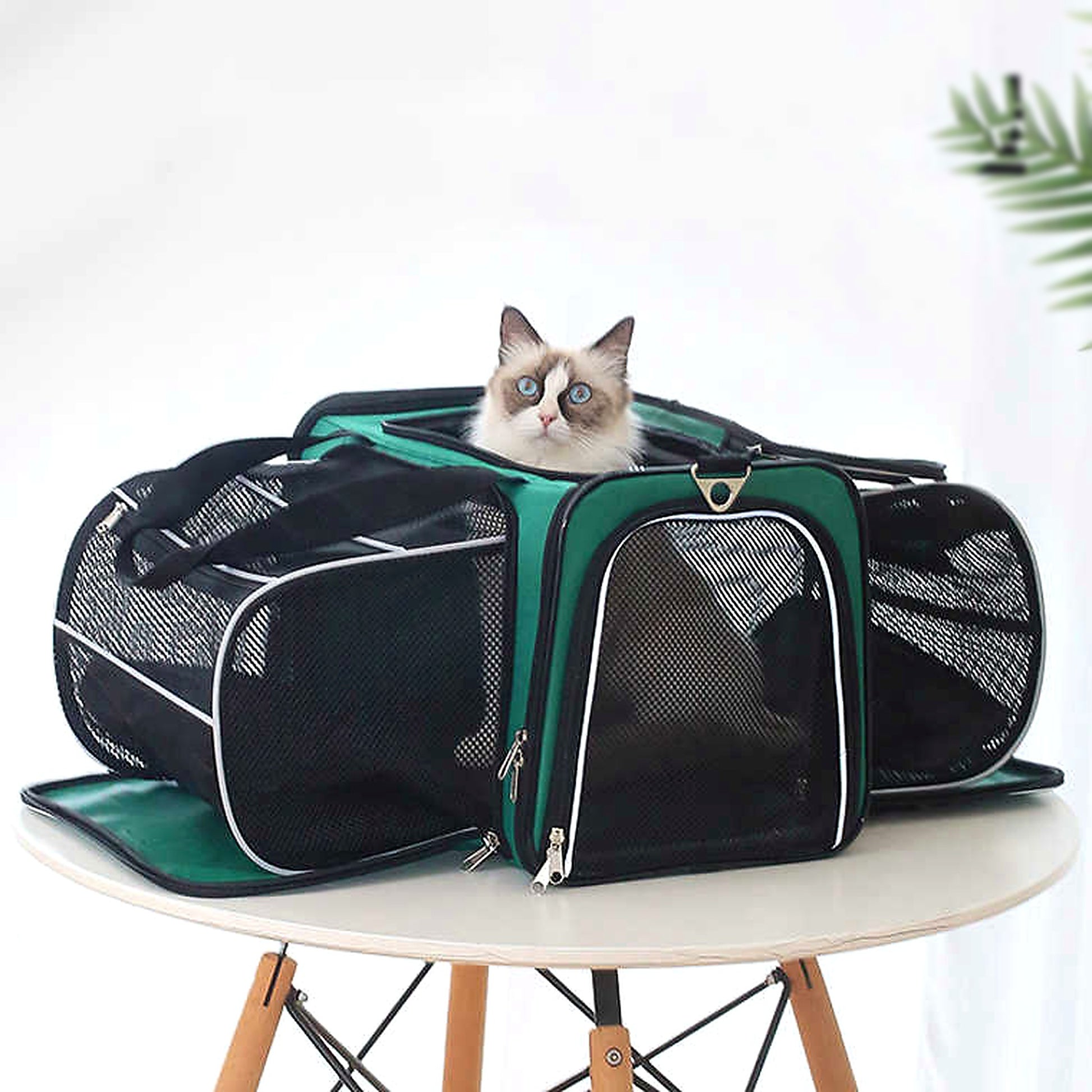 Gato dentro del transportín TravelBubble en versión expandida, sobre mesa, uso real