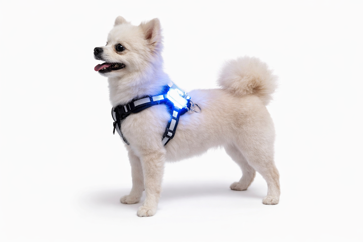 Pequeño perro blanco de pie sobre un fondo de estudio blanco, llevando un arnés luminoso LED negro con luz azul brillante encendida.