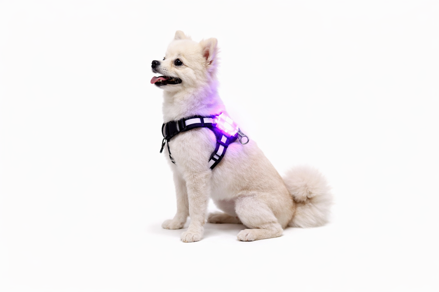 Perro pequeño blanco sentado sobre un fondo de estudio, llevando puesto un arnés luminoso LED de color negro con la luz morada encendida.