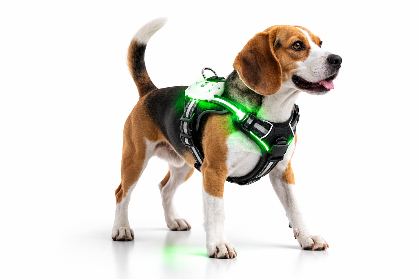 Perro Beagle sobre fondo blanco de estudio con un arnés luminoso LED verde encendido.