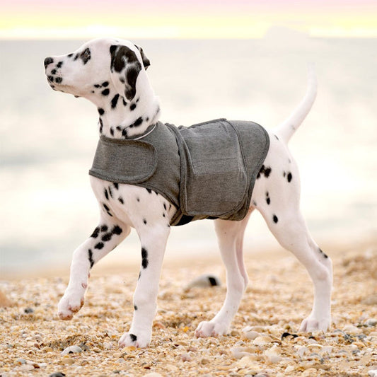 Perro con el chaleco calmante CalmVest gris