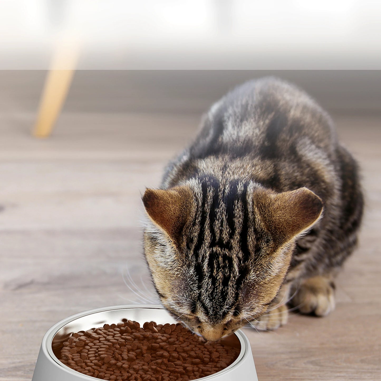 Gato comiendo pienso seco en el cuenco del FeederCam Pro