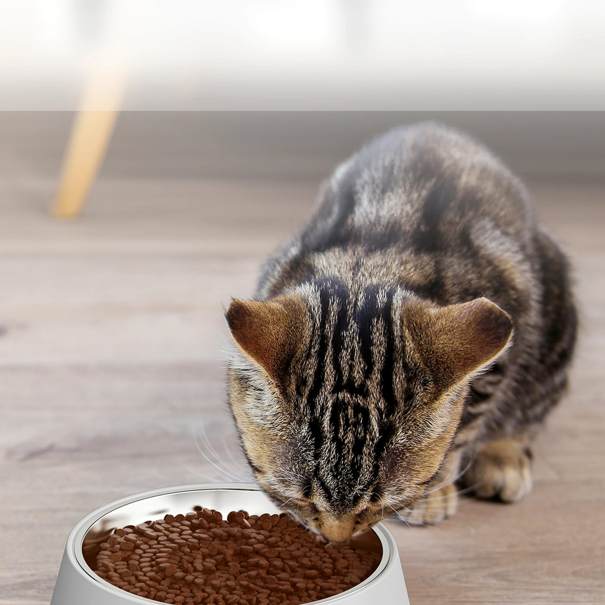 Gato comiendo pienso seco en el cuenco del FeederCam Pro