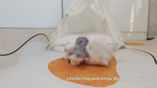 Vídeo: gato jugando con el pájaro que aletea