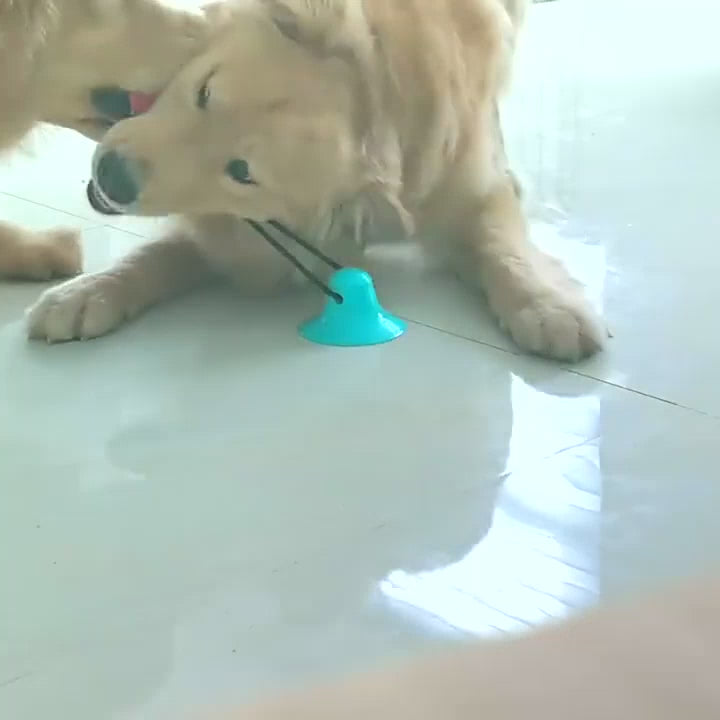 Vídeo con audio: perro jugando con GripTug Pro con ventosa fijada al suelo en interior