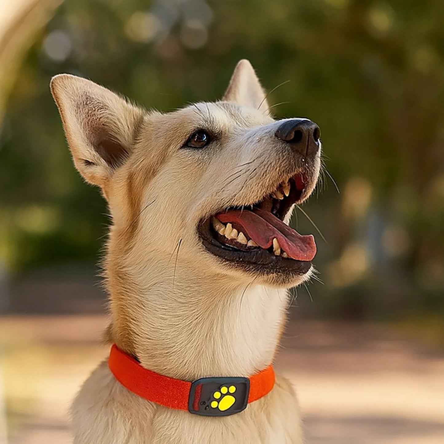 Perro con collar y localizador GPS Secure