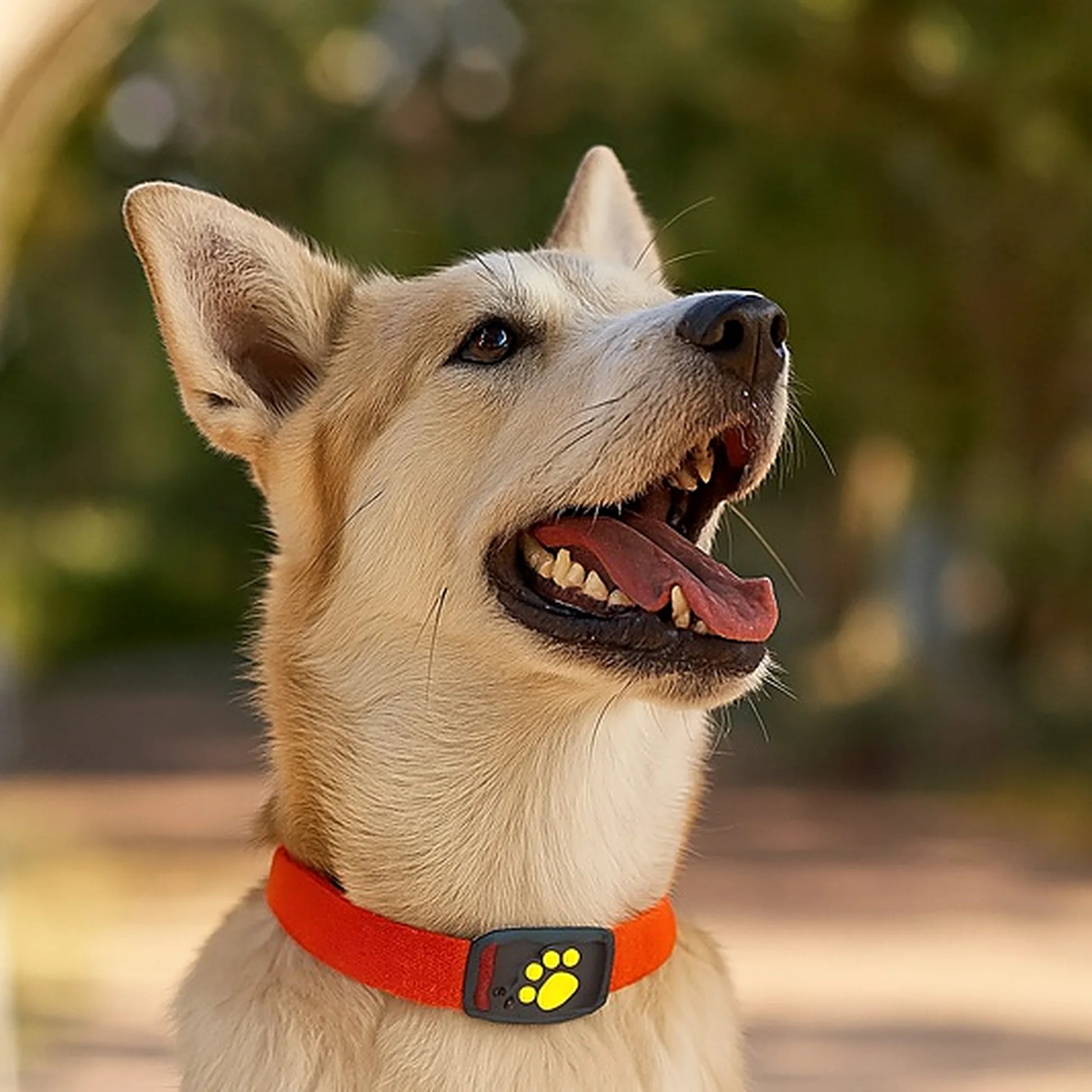 Perro con collar y localizador GPS Secure